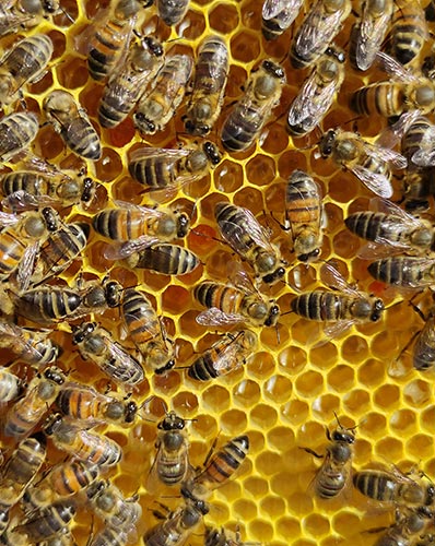 La miellerie de Sebastien nos abeilles julien baus seine et marne