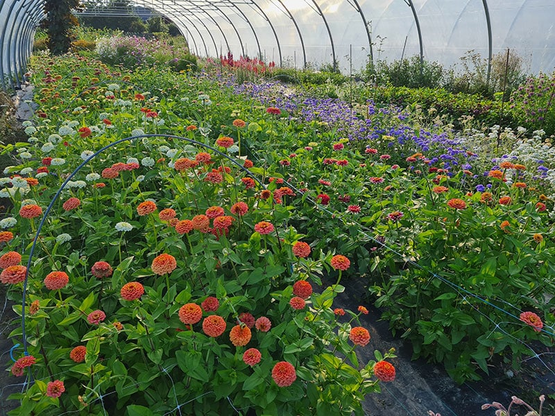 fleurs champs isabelle chanclud ferme florale seine et marne