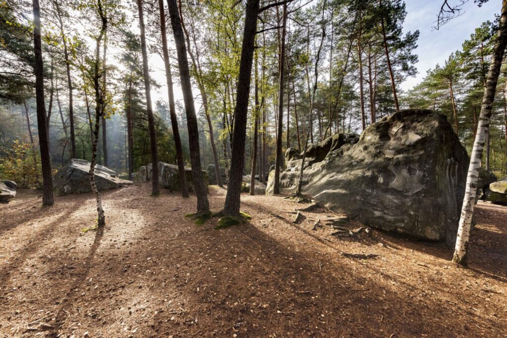 foret fontainebleau paysage brume matin Noisy sur Ecole Pignons seine et marne cred SMA cbadet